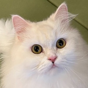 ゆきマル